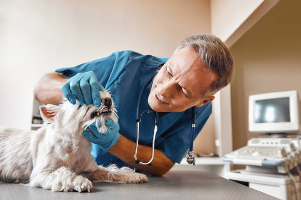 Best 24-Hour Emergency Dental Care in Stonybrook, PA